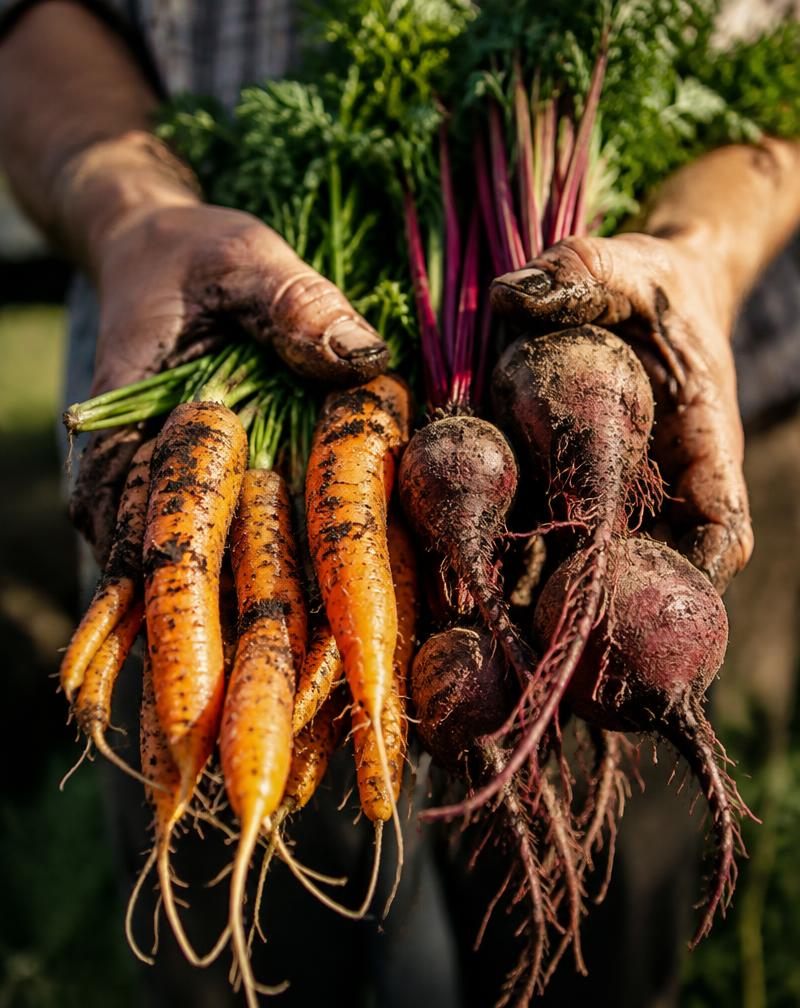 Hands holding freshly harvested carrots and beets